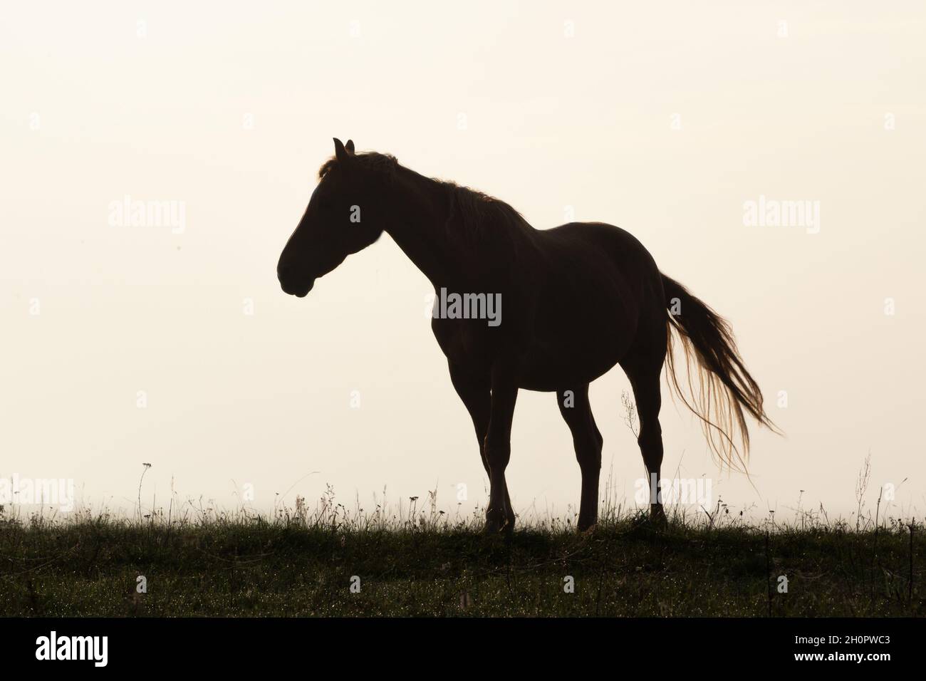 Silhouette of a horse on a meadow against a background of morning fog Stock Photo