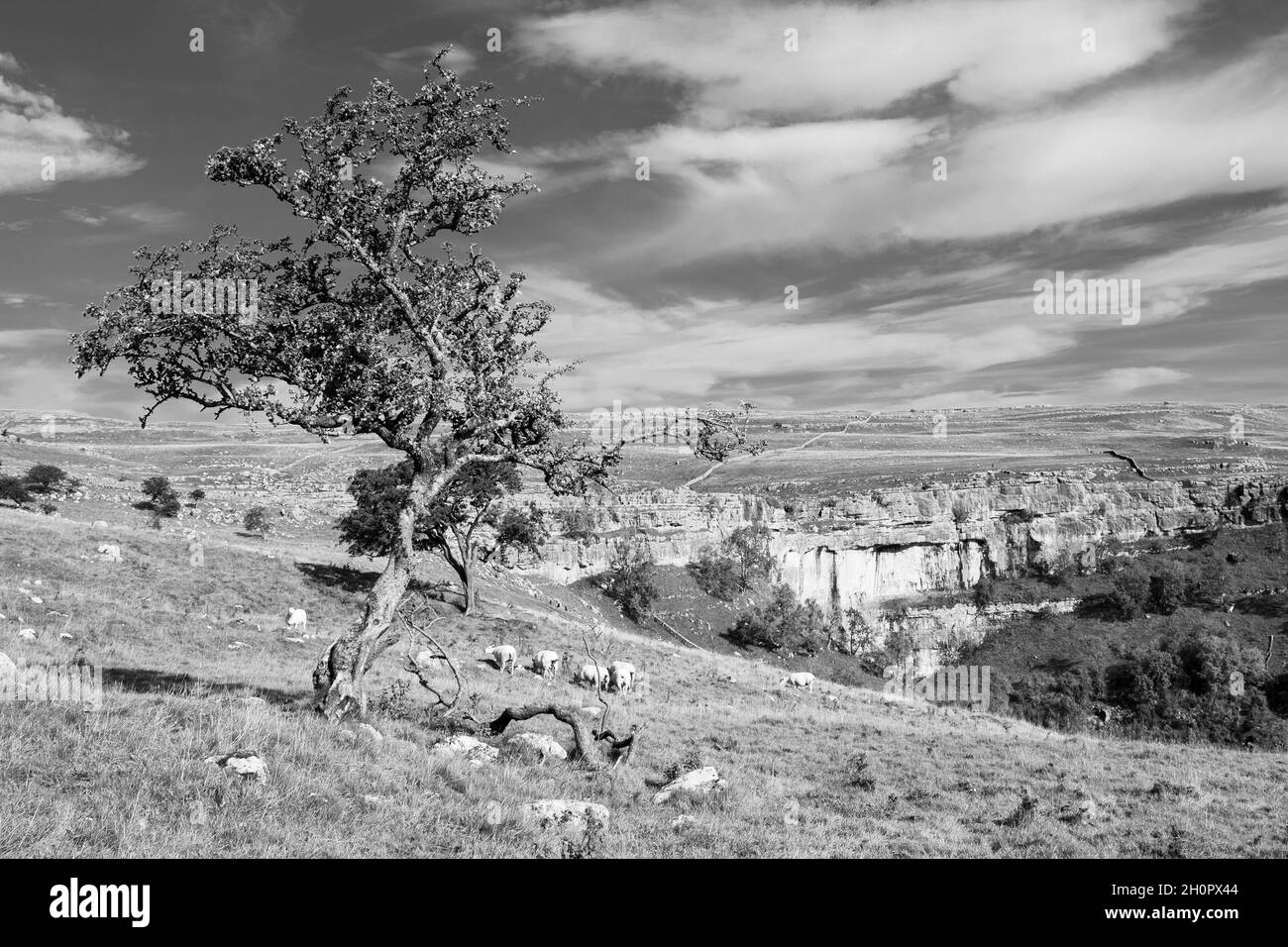 This Autumn scene is of the famous Malham Cove spectacular geological