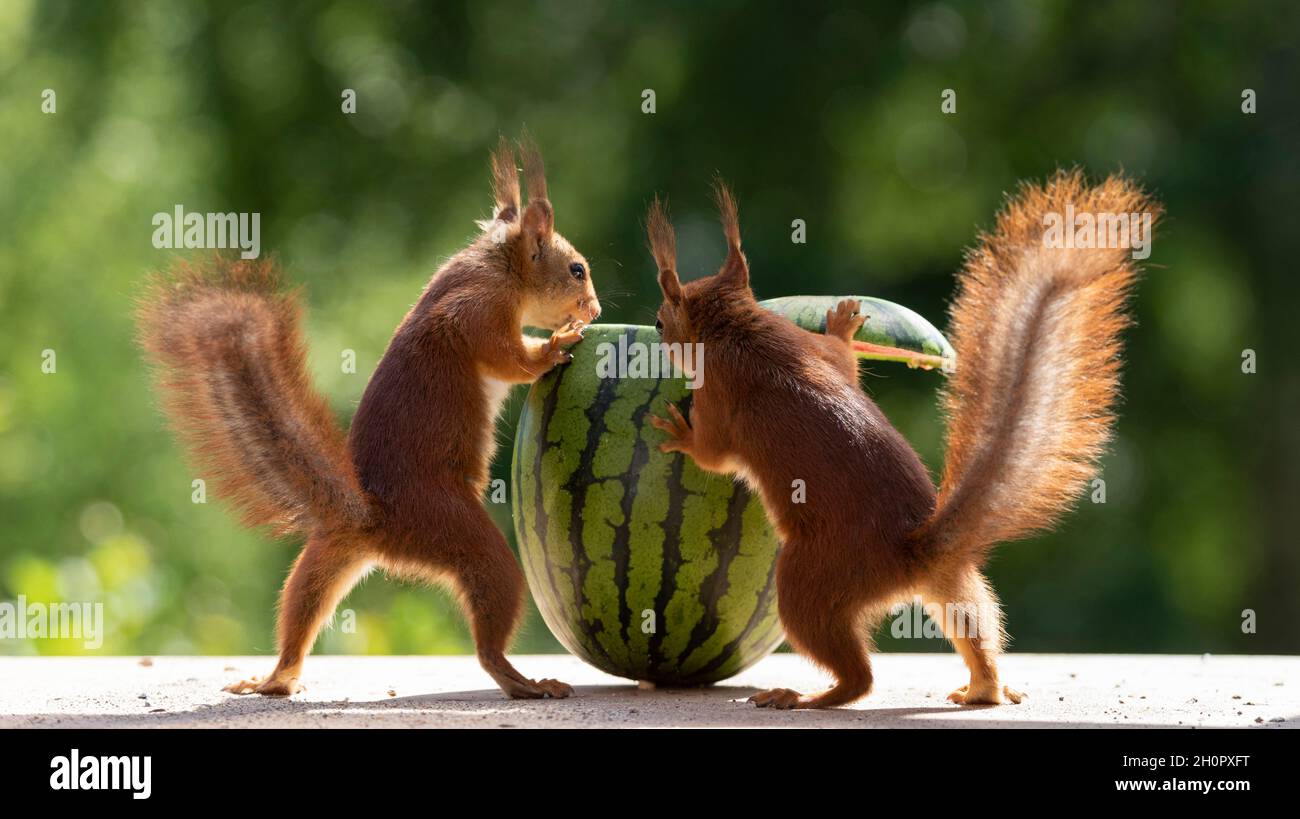 red squirrels are standing with an watermelon Stock Photo - Alamy