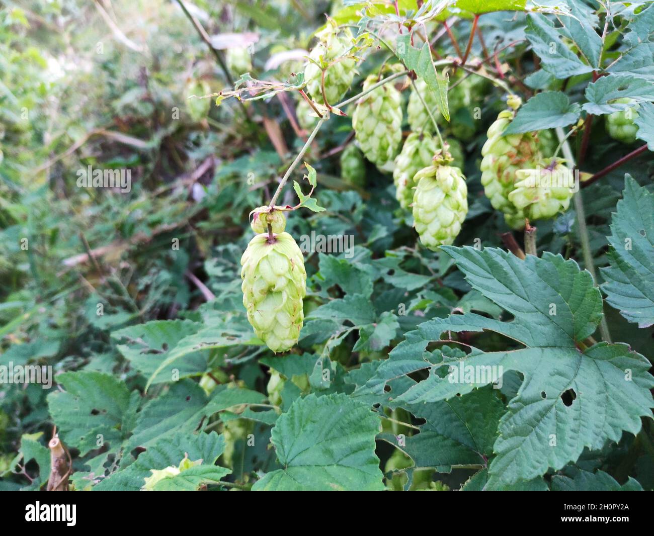 Beer from spring hops hi-res stock photography and images - Alamy