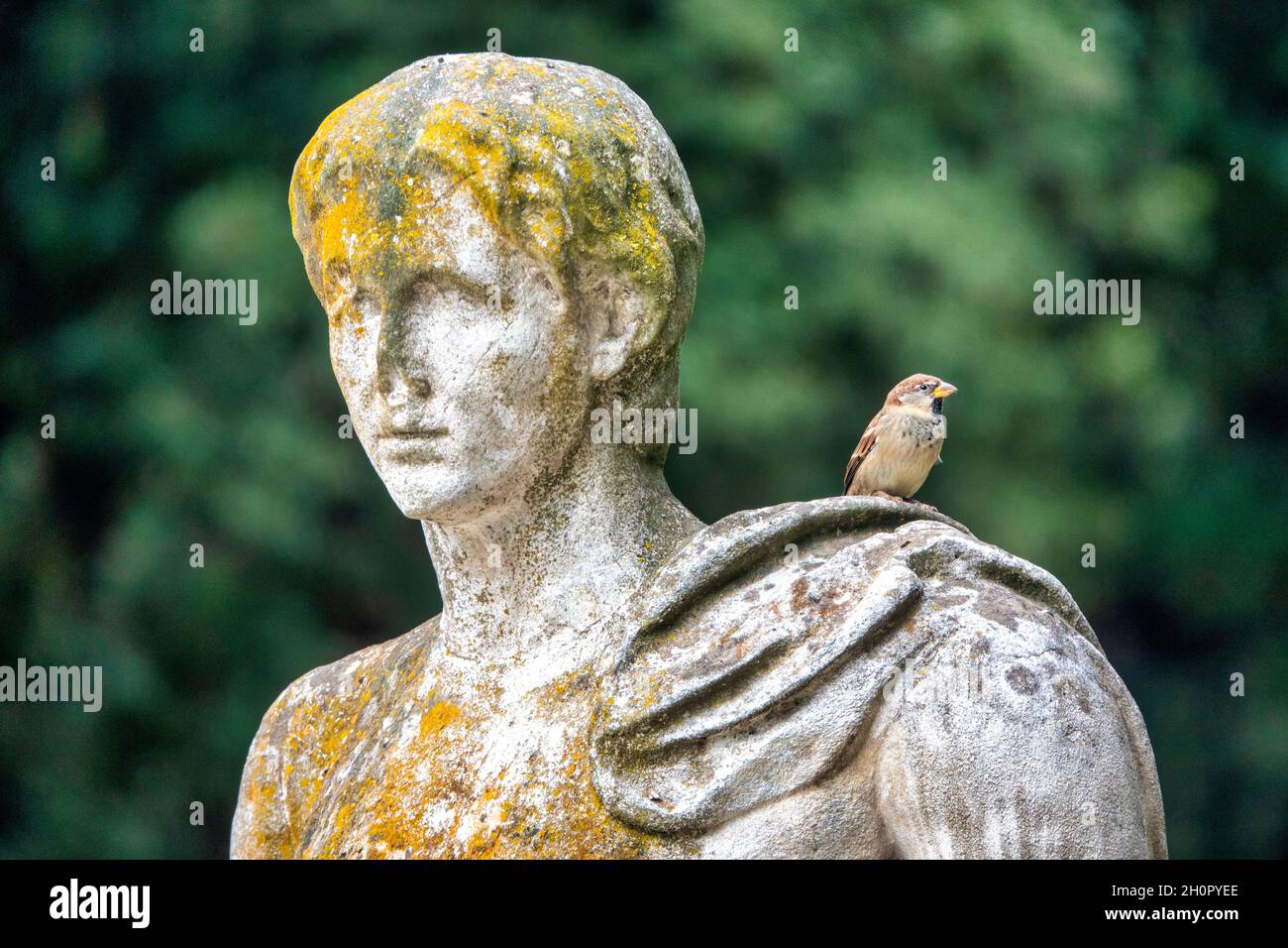 Eurasian tree sparrow (Passer montanus) in the garden of the Galleria Borghese, Rome Italy Stock Photo