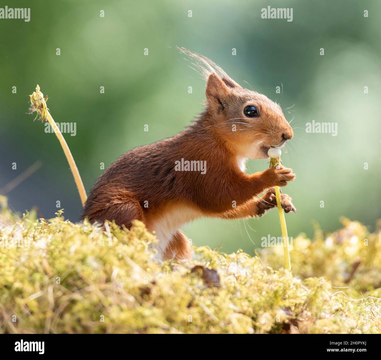 Eekhoorn; Red Squirrel; Sciurus vulgaris is holding an dandelion stem with seeds Stock Photo