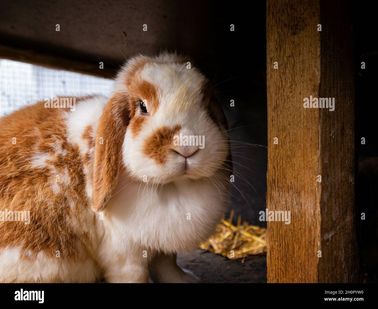 Ginger lop store eared rabbit