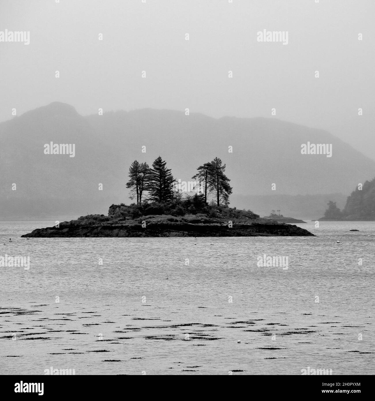 Scots Pines on an island in Loch Carron, near Plockton,  Scotland Stock Photo