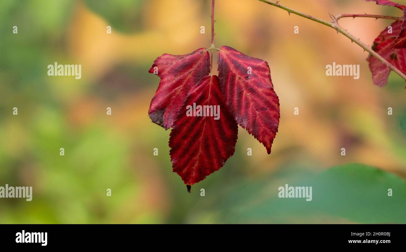 Close up of a red leaf Stock Photo