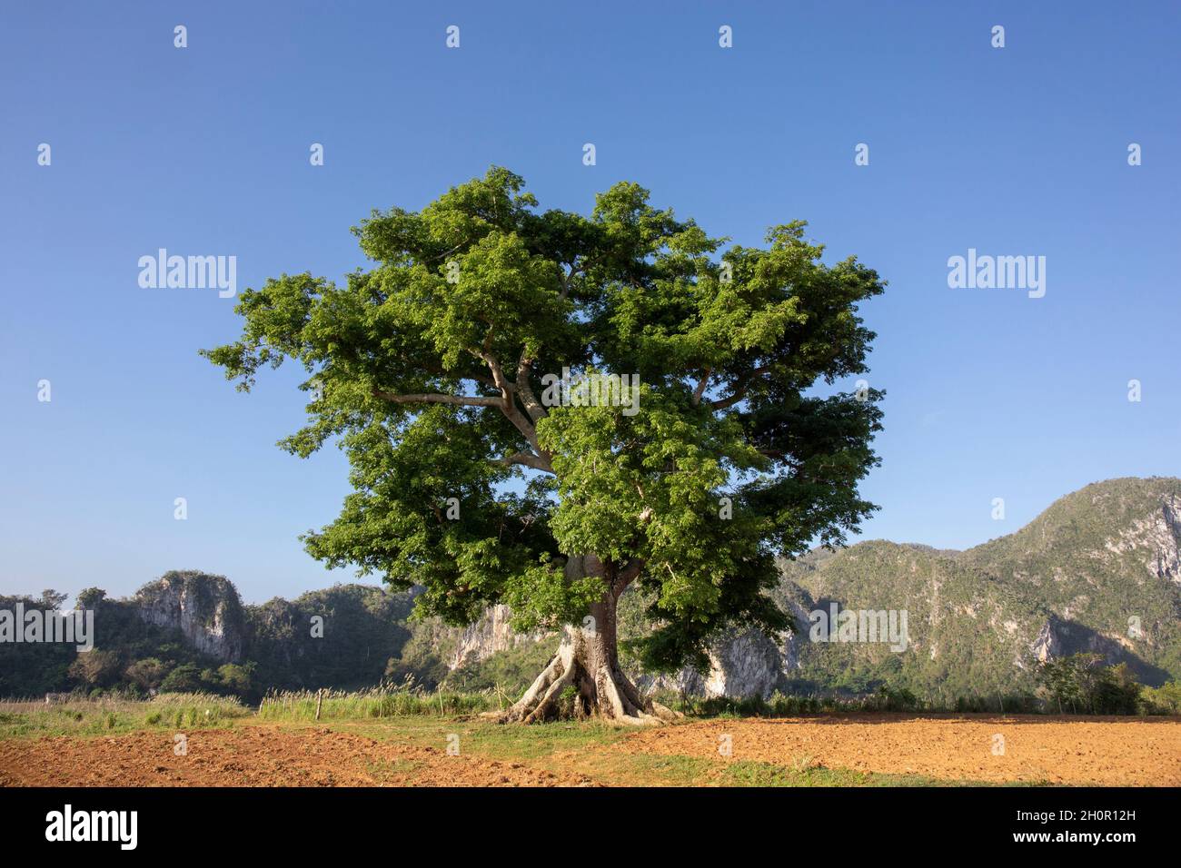 Single tree in a green field and cloudy blue sky Stock Photo - Alamy