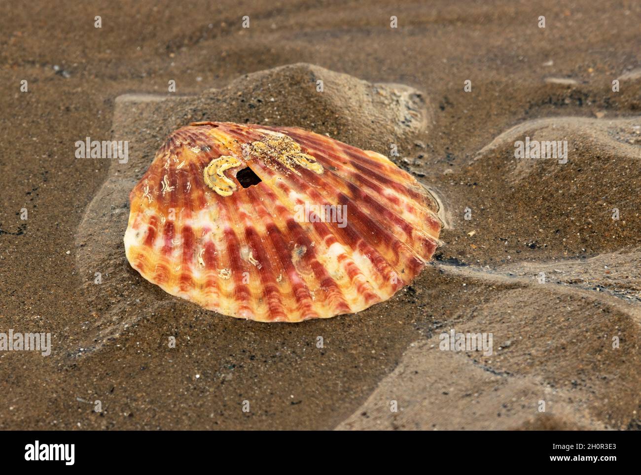 A Great Scallop shell washed up on the beach. they are sub-littoral in behaviour and free swimming bi-valves in sandy areas. They are badly depleted i Stock Photo