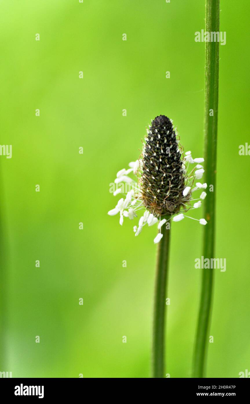 Grass verge weeds hi-res stock photography and images - Alamy
