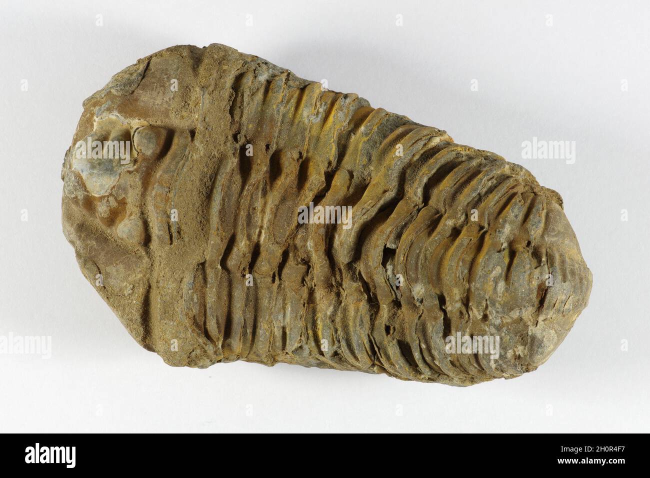 Phacops prehistoric trilobite fossil from 430 to 360 million years ago Stock Photo