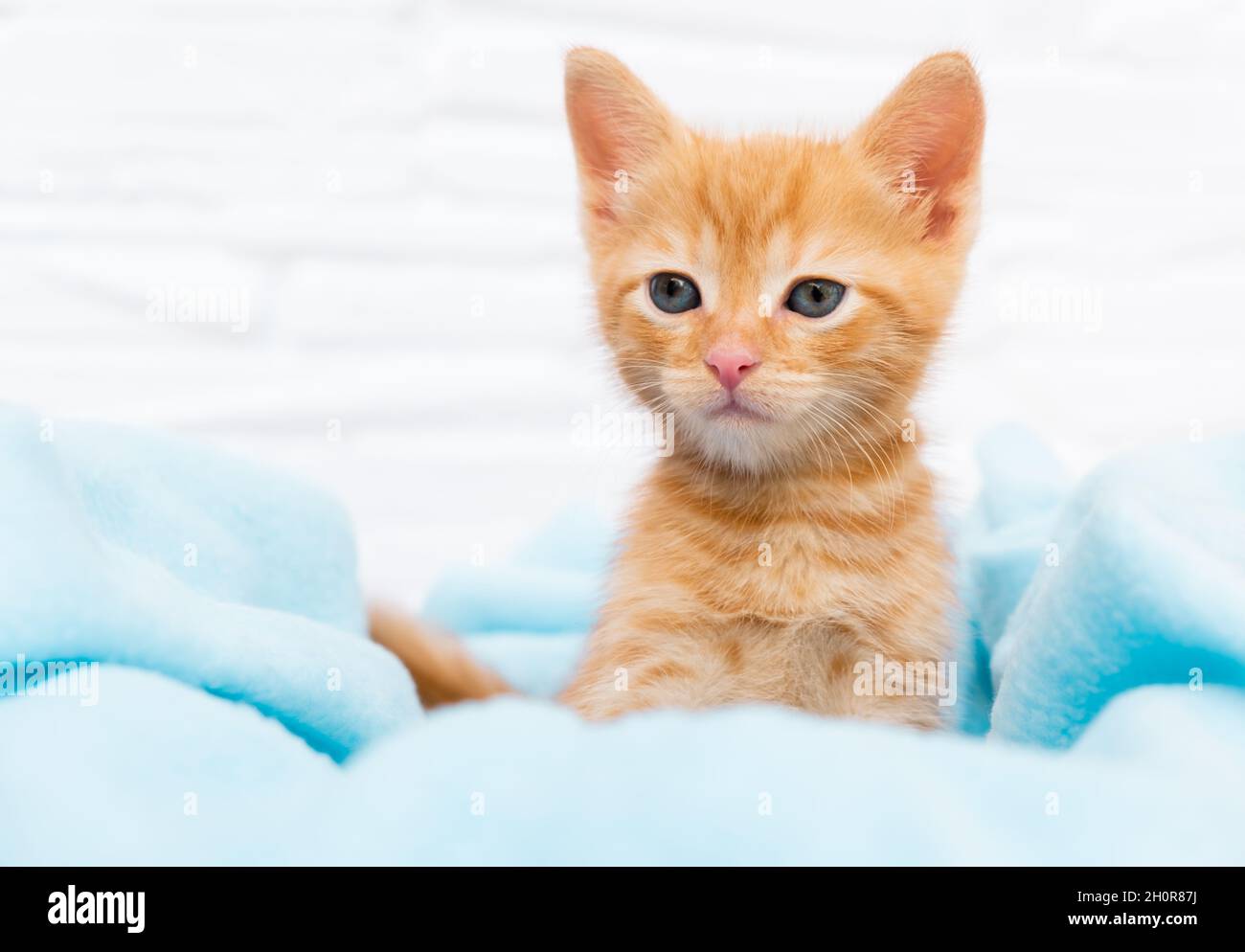 Close up ginger tabby curious kitten sits in a blue blanket and looks around. Pets concept Stock Photo