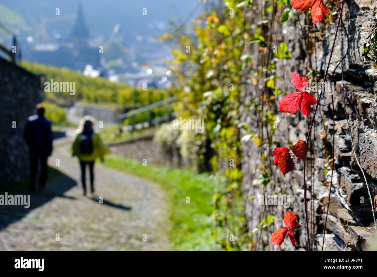 DEU, Deutschland, Rheinland-Pfalz, Bernkastel-Kues, 10.10.2021: erstes rotes Herbstlaub an einer Trockenmauer in den Weinbergen oberhalb von Bernkaste Stock Photo