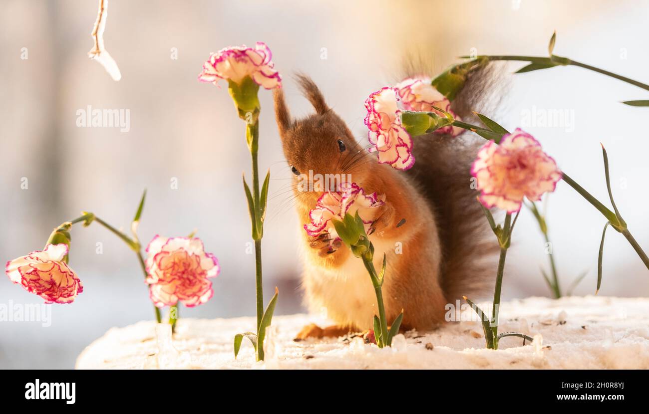 red squirrel is holding Dianthus flower standing on ice Stock Photo