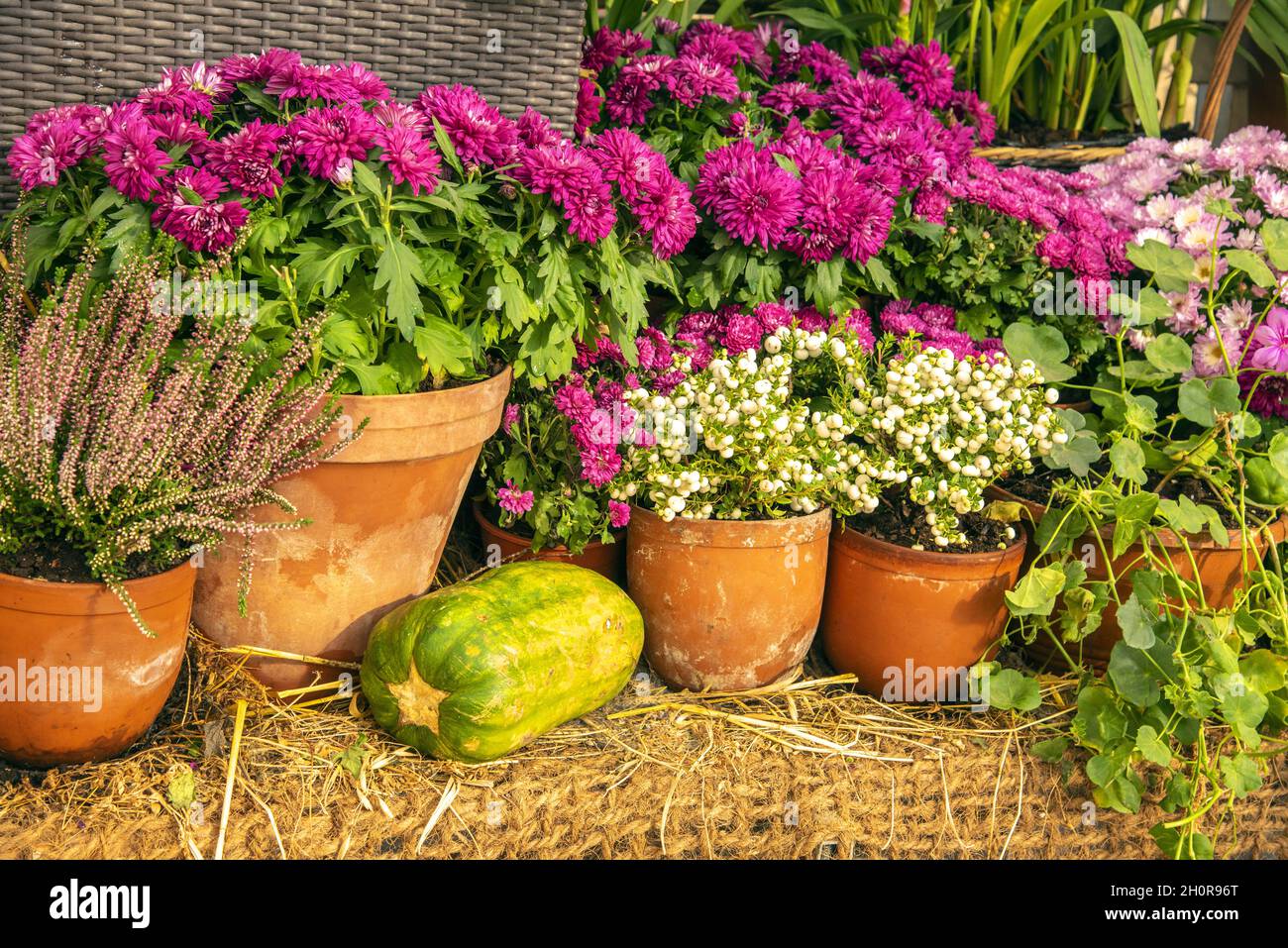 Various blooming autumn plants in ceramic pots stand in a row on a shelf. Gardening, landscaping