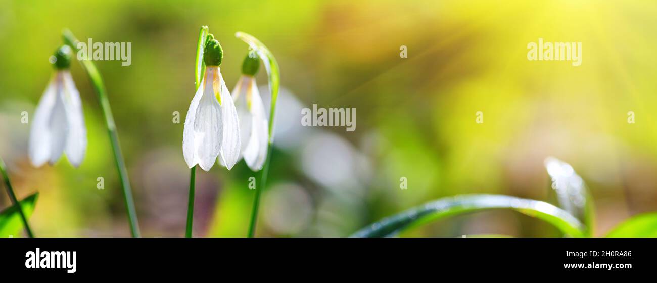 Beautifull snowdrops, banner - blooming white flowers in early spring in the forest, closeup with space for text Stock Photo