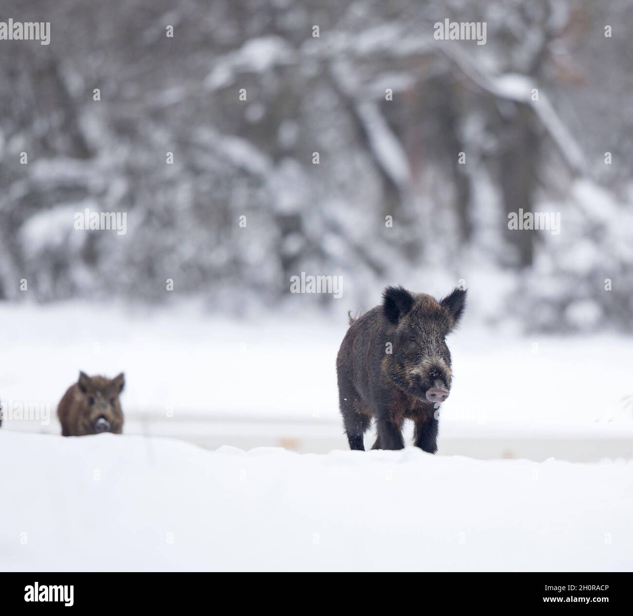 Wild boar in snow baby hi-res stock photography and images - Alamy