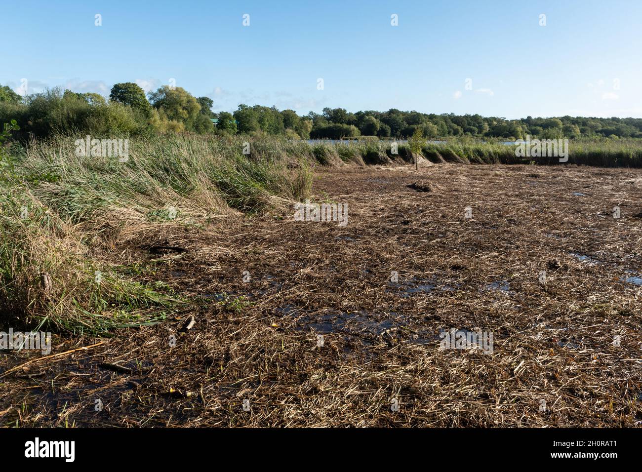 Reedbed hires stock photography and images Alamy
