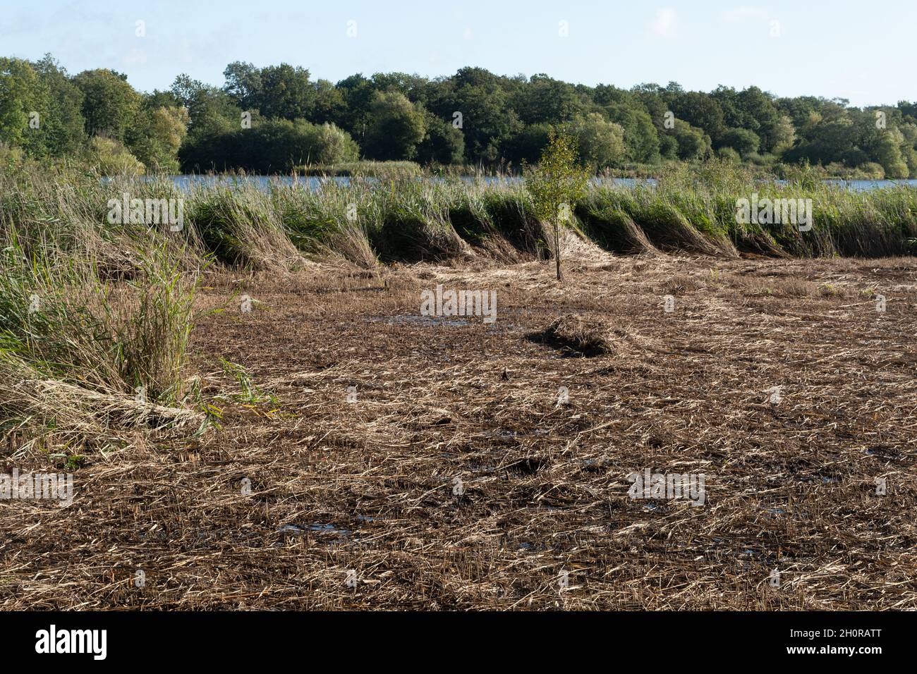 Reedbed management, reed cutting and management for wildlife conservation. An area that has just been cut at Fleet Pond LNR, Hampshire, UK Stock Photo