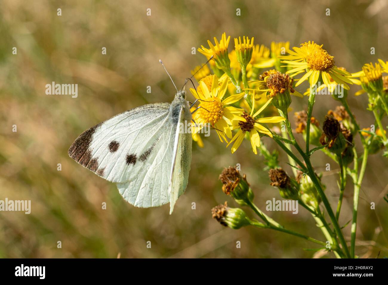 Large white butterfly (Pieris brassicae), also known as a cabbage white, nectaring on ragwort flowers during October, UK Stock Photo