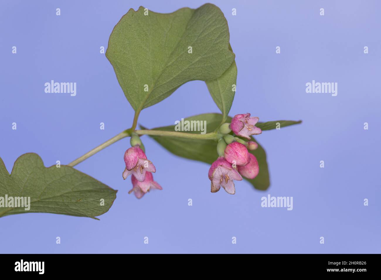 Schneebeere, Gewöhnliche Schneebeere, Blüte, Blüten, blühend, Knallerbsenstrauch, Symphoricarpos albus, Snowberry, Waxberry, La symphorine Stock Photo