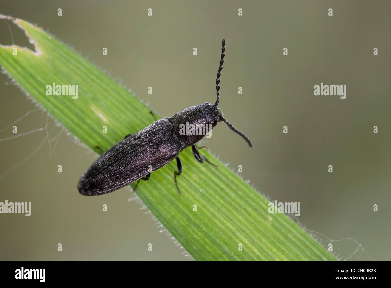 Schnellkäfer, Cidnopus aeruginosus, click beetle, click beetles, Elateridae Stock Photo