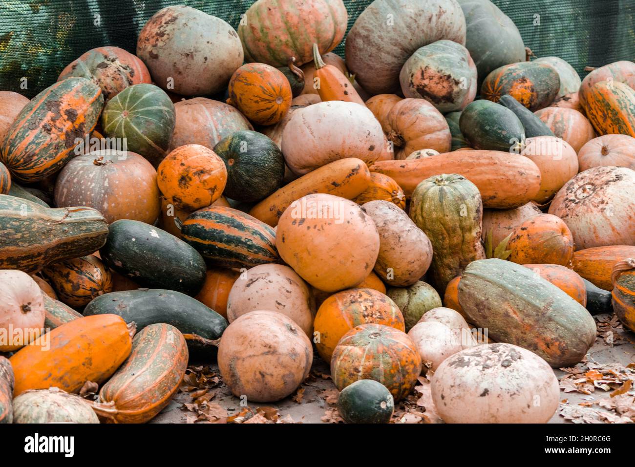 Lots of scattered pumpkin and vegetables. Halloween decorations.  Stock Photo