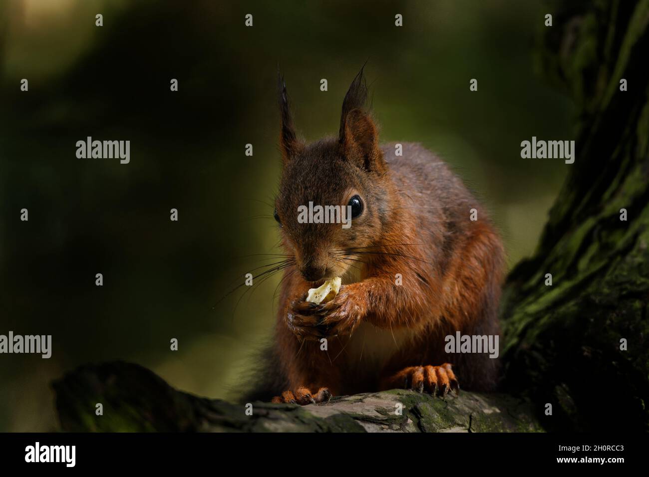 a squirrel perches on a branch and eats a nut Stock Photo