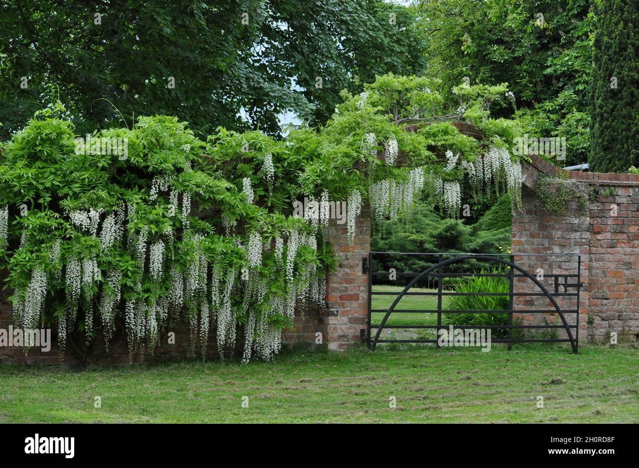 Wisteria floribunda alba best sale