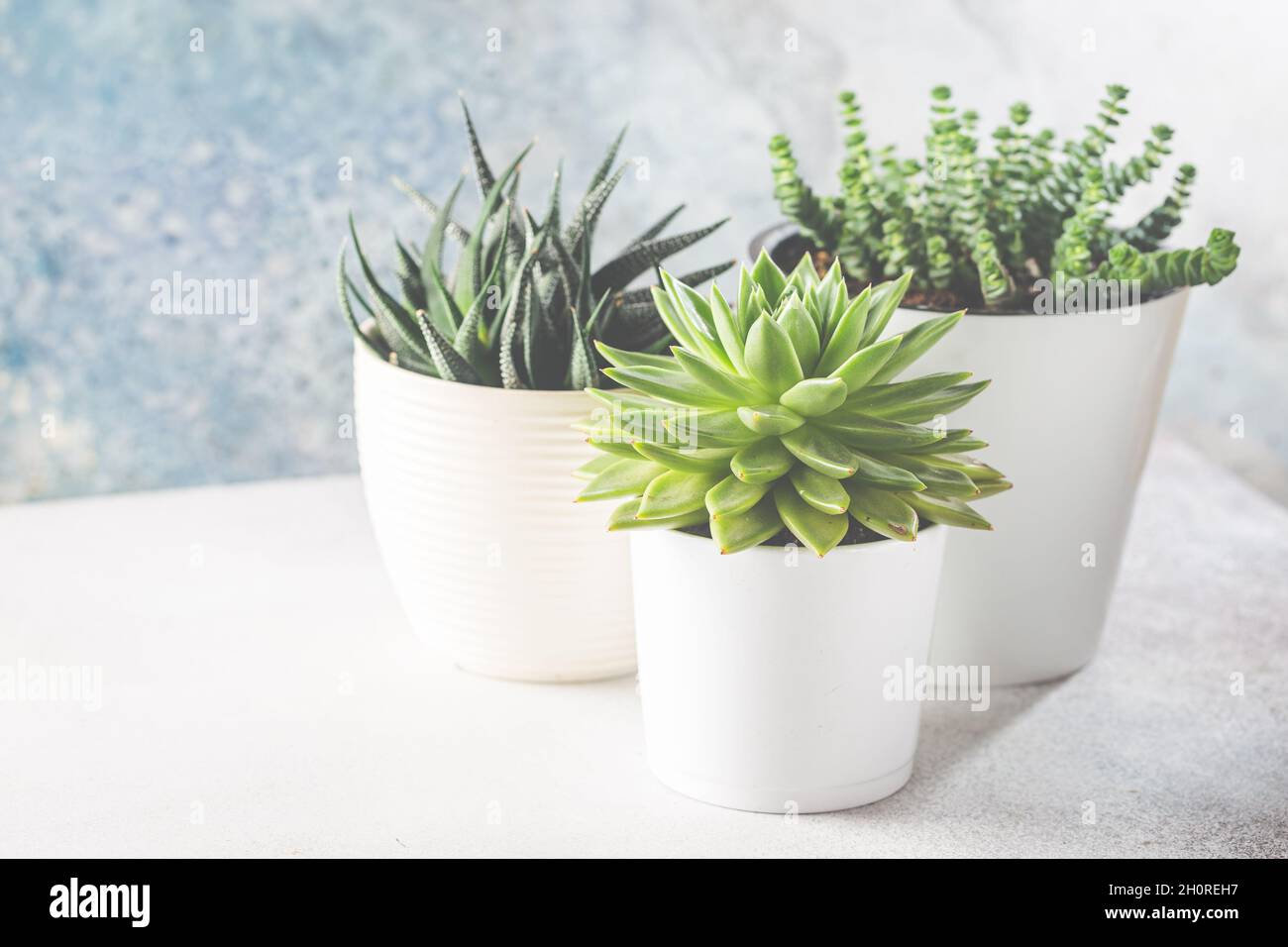 Composition of succulents hi-res stock photography and images - Alamy