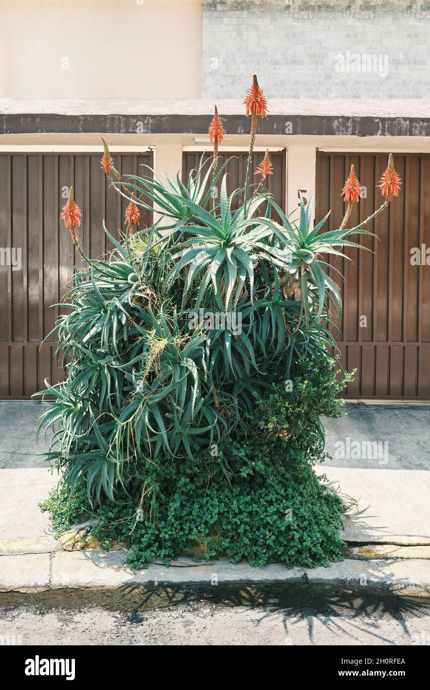 A big aloe arborescens mexican plant with red flowers, near garage doors on  a sidewalk Stock Photo - Alamy