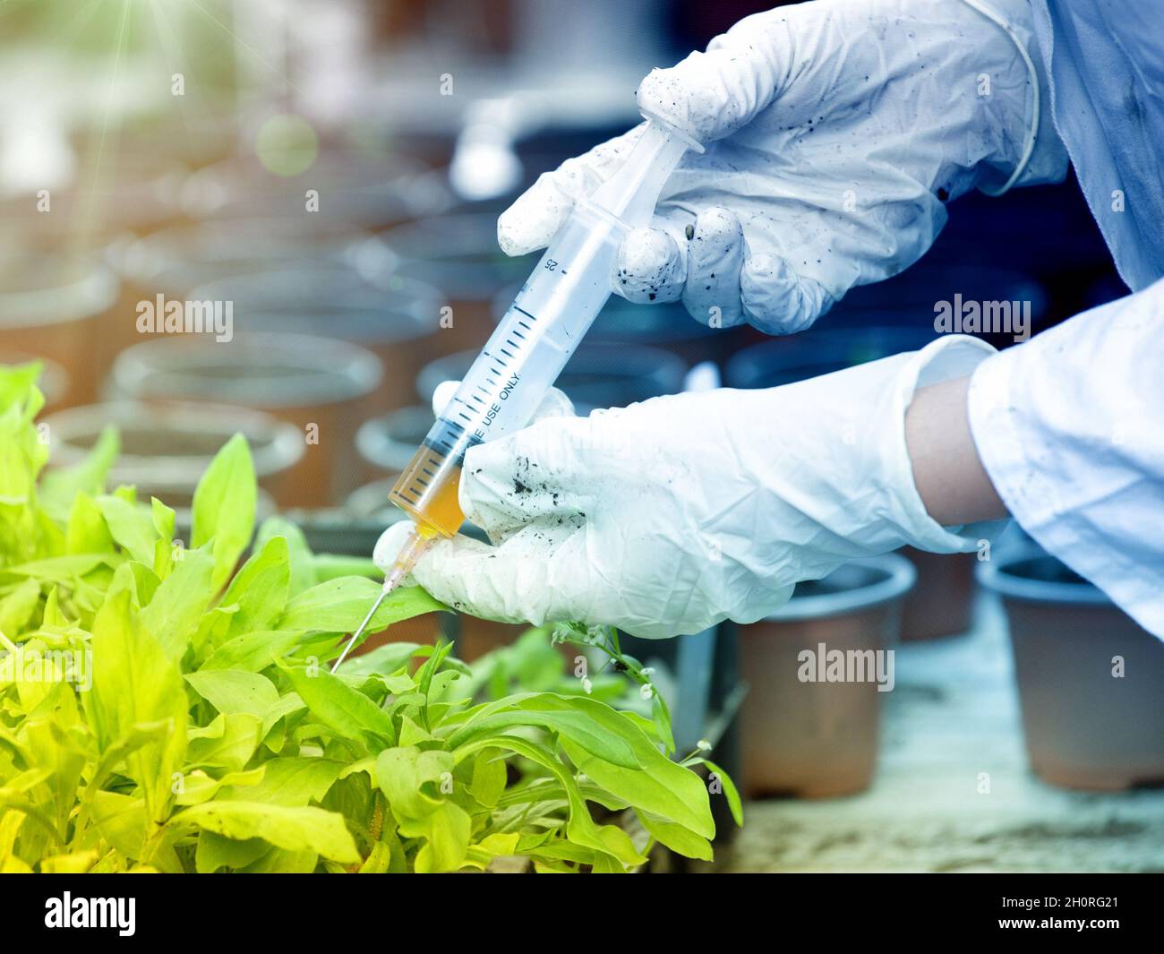 Biologist in white coat pouring liquid from syringe into flower pot with sprout in greenhouse Stock Photo