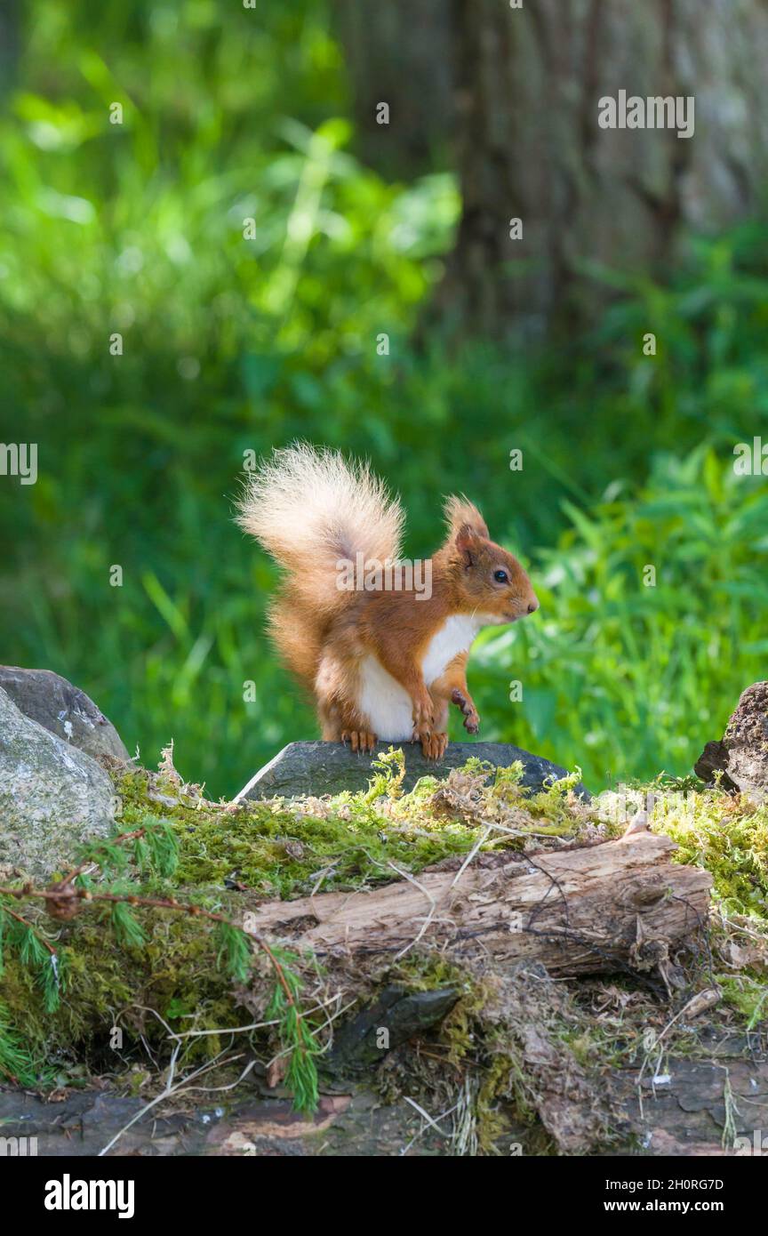 Red Squirrel (Sciurus vulgaris) sat on rock and feeding on seeds, Perthshire Scotland UK. June 2021. Stock Photo