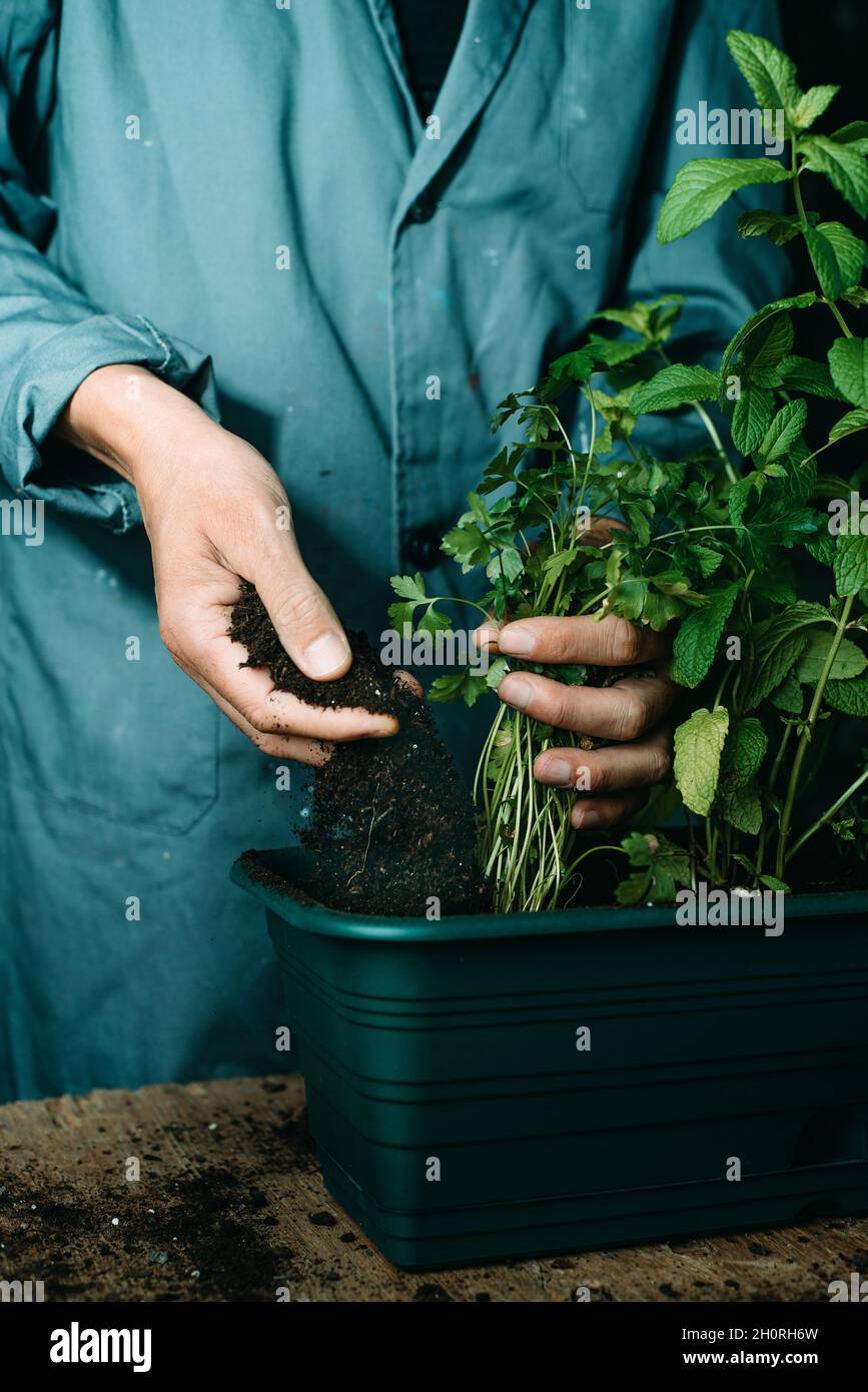 closeup of a young caucasian man, wearing a gray working coat, replanting a parsley plant in a green window box Stock Photo