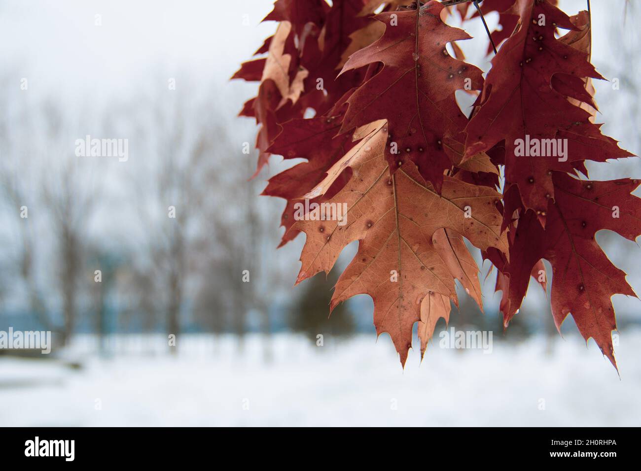 Feuilles d'Automne Stock Photo