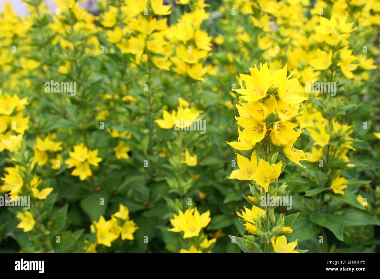 Yellow flowers of dotted loosestrife or large yellow loosestrife or circle flower or spotted loosestrife (Lysimachia punctata) close up Stock Photo