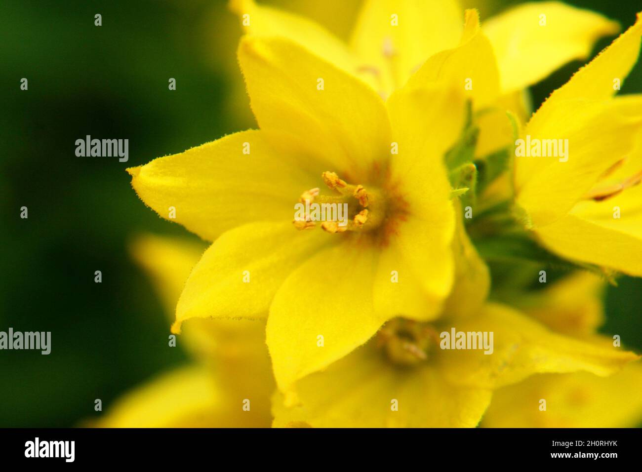 Yellow flowers of dotted loosestrife or large yellow loosestrife or circle flower or spotted loosestrife (Lysimachia punctata) close up Stock Photo