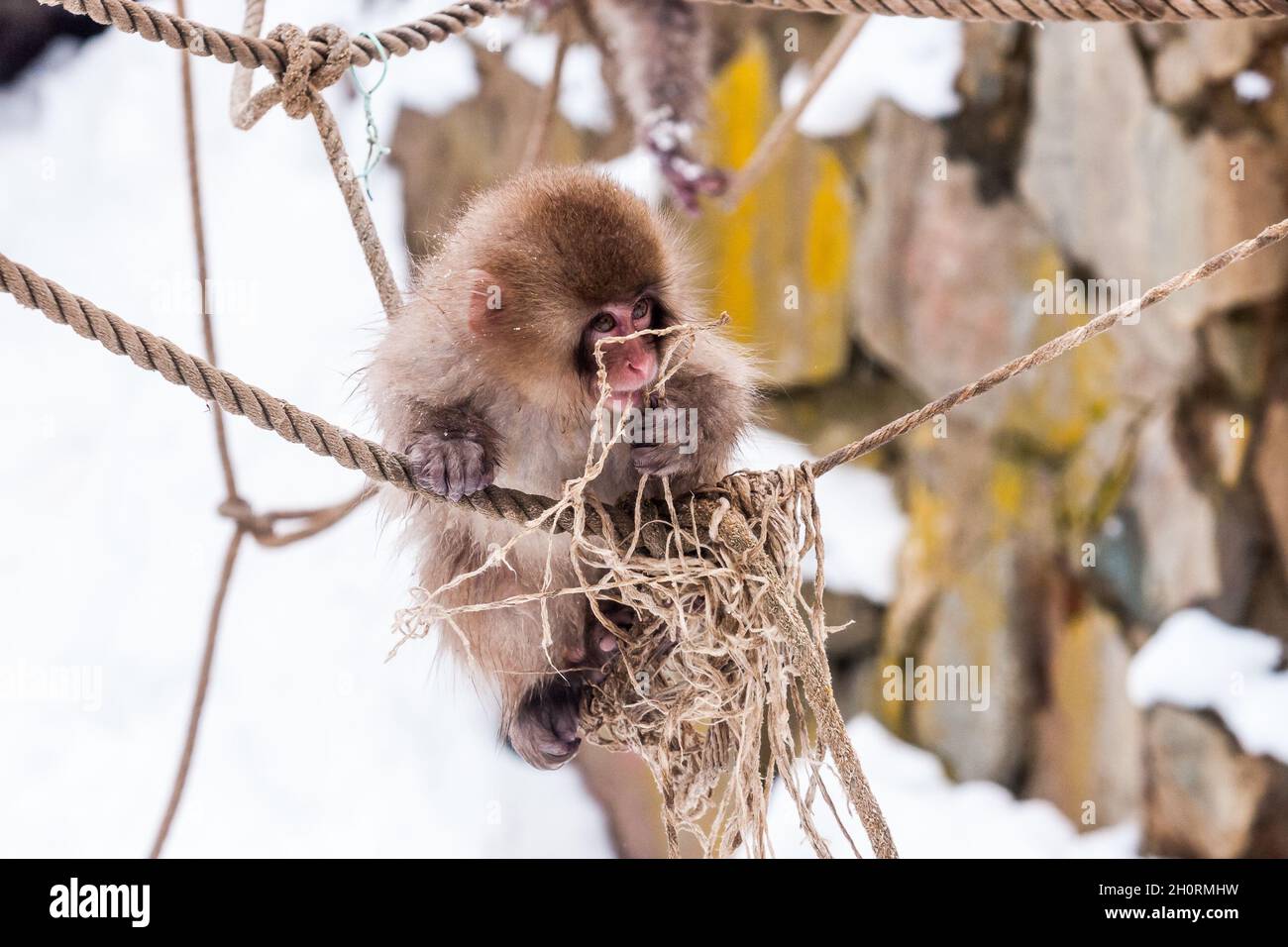 Snow monkey baby sitting on the rope in Jigokudani Monkey Park in Japan Stock Photo