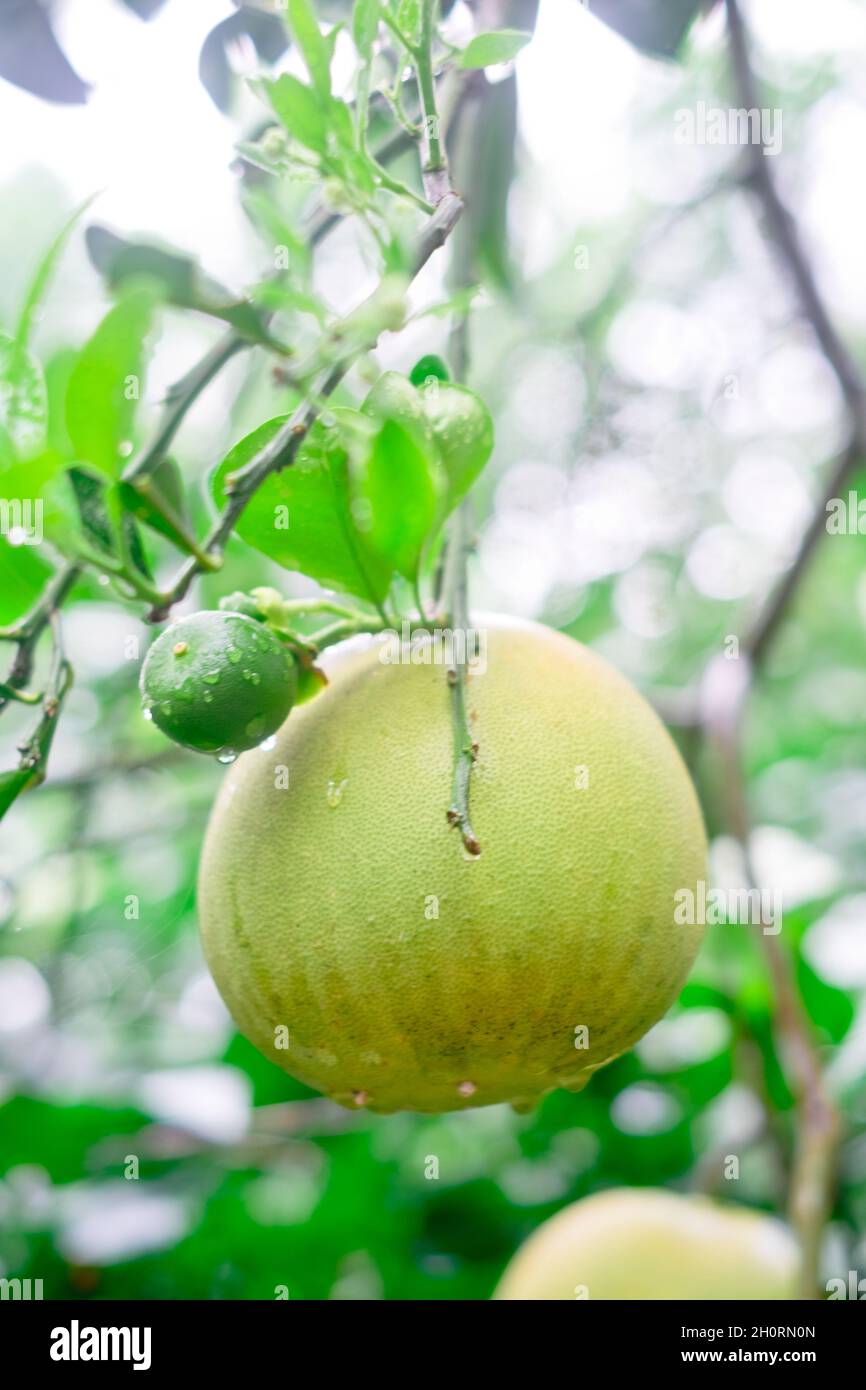 Non fruit bearing hi-res stock photography and images - Alamy
