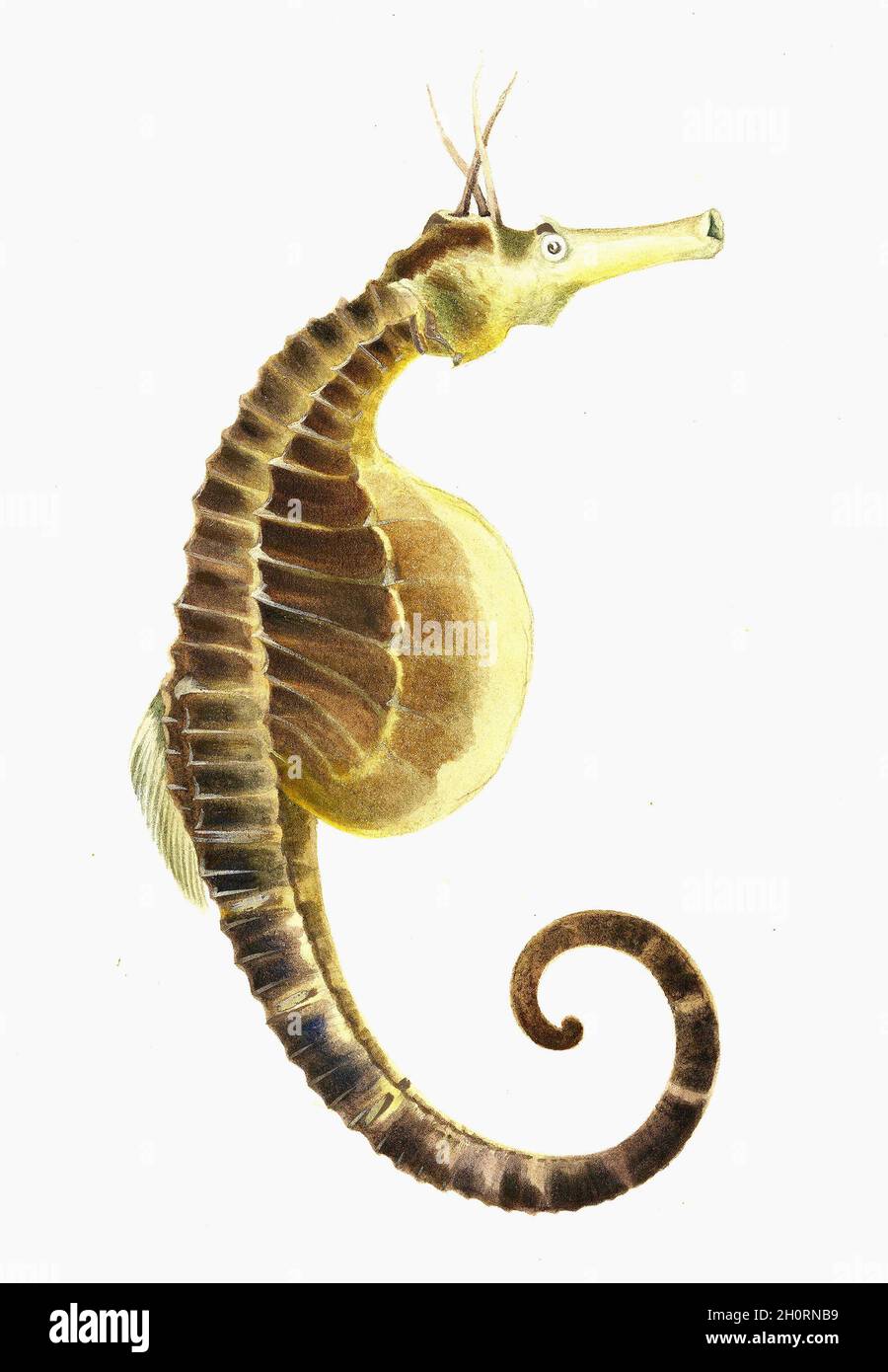 William Buelow Gould vintage fish illustration - Pot bellied Seahorse (Hippocampus abdominalis) Stock Photo