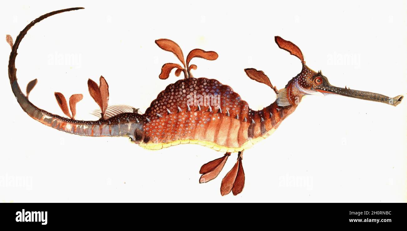 William Buelow Gould vintage fish illustration - Leafy sea dragon (mistitled, actually Weedy seadragon, Phyllopteryx taeniolatus) Stock Photo