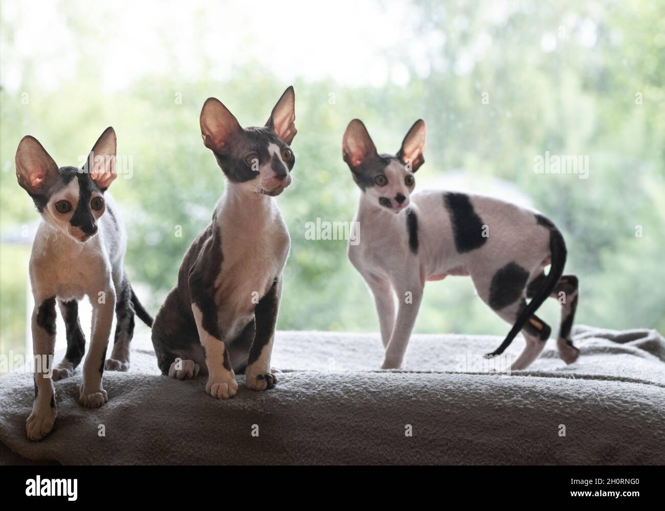 Three Cornish Rex kittens side by side on a bed Stock Photo
