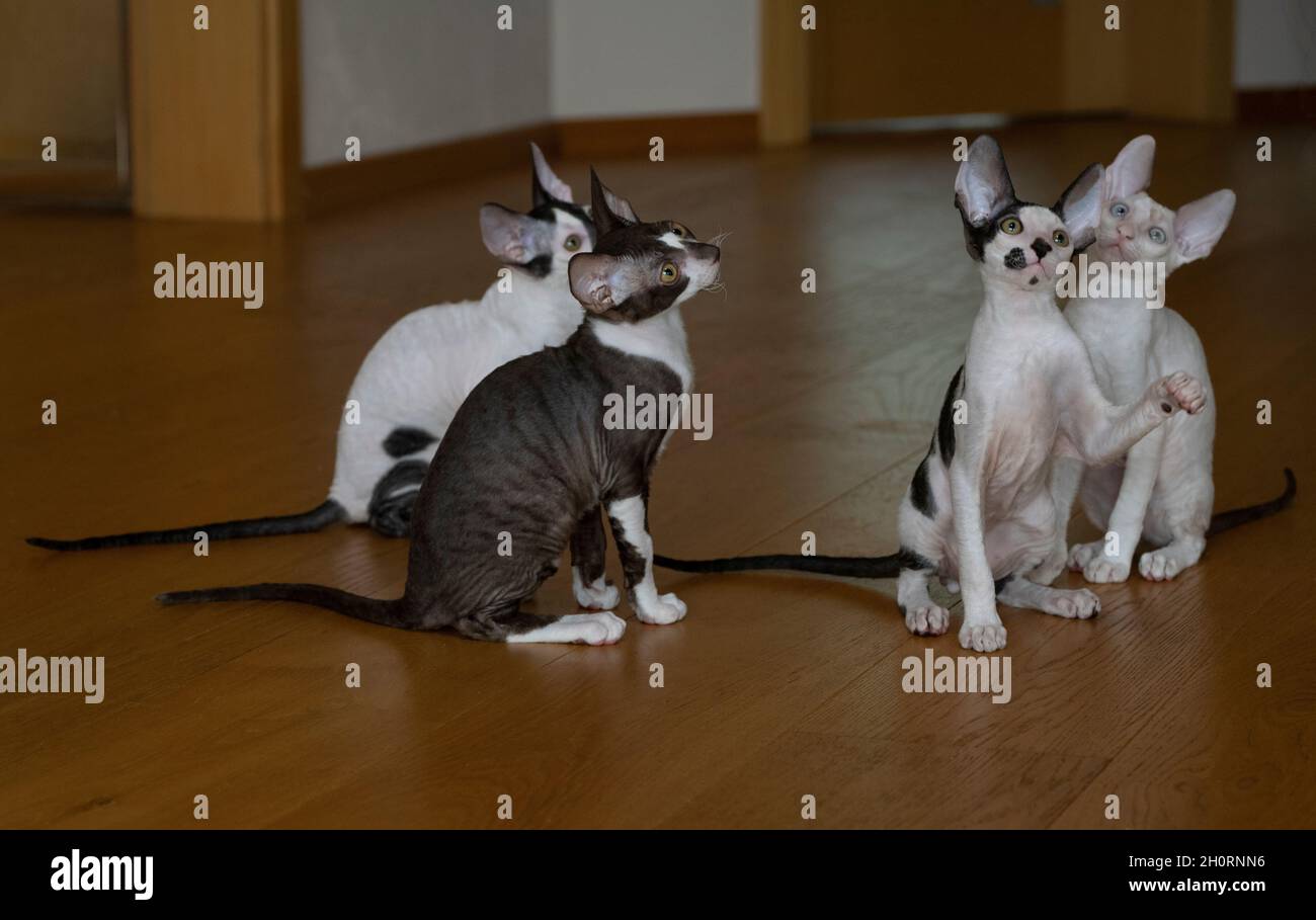 Four Cornish Rex kittens sitting on the floor looking up Stock Photo
