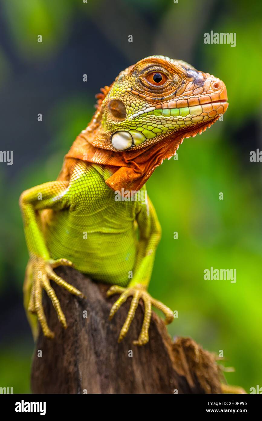 Closeup portrait of a Super red iguana, Indonesia Stock Photo Alamy