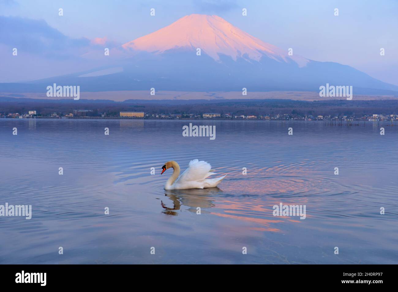 Swan swimming in a lake in lake in front of Mt Fuji, Honshu, Japan Stock Photo