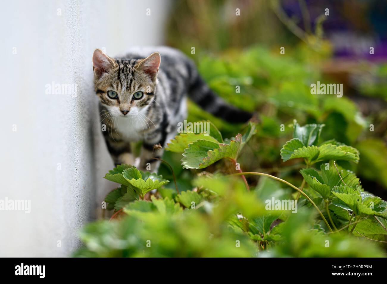 Tabby cat prowling through undergrowth in a garden, Ireland Stock Photo