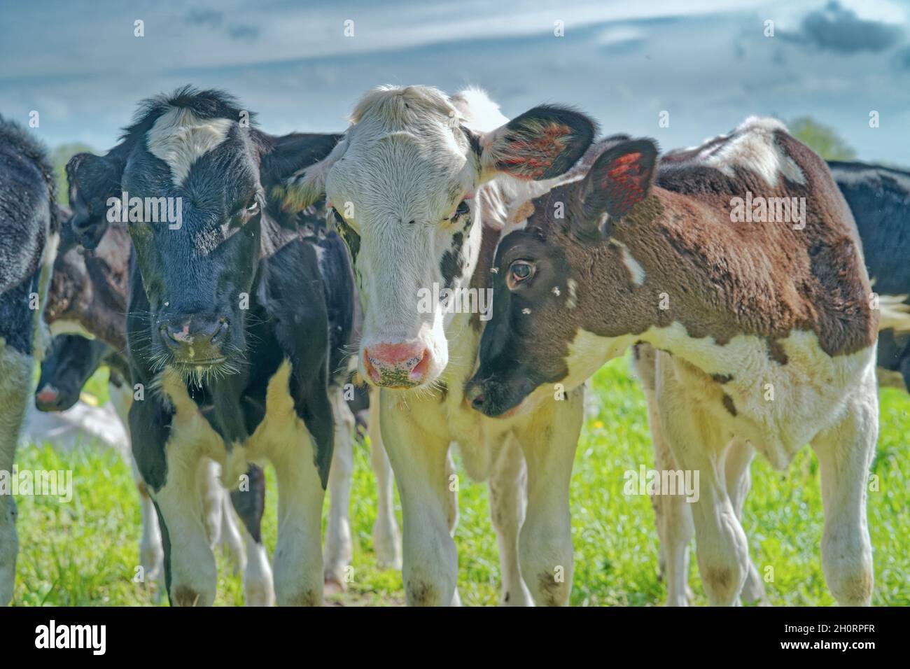 Three cows standing side by side in a meadow, East Frisia, lower Saxony, Germany Stock Photo