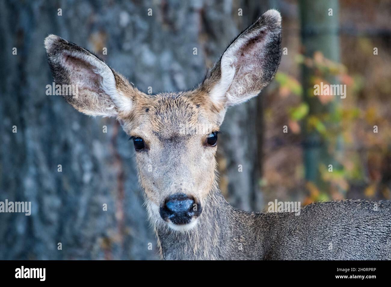 Portrait of a young Deer standing in a forest, Canada Stock Photo