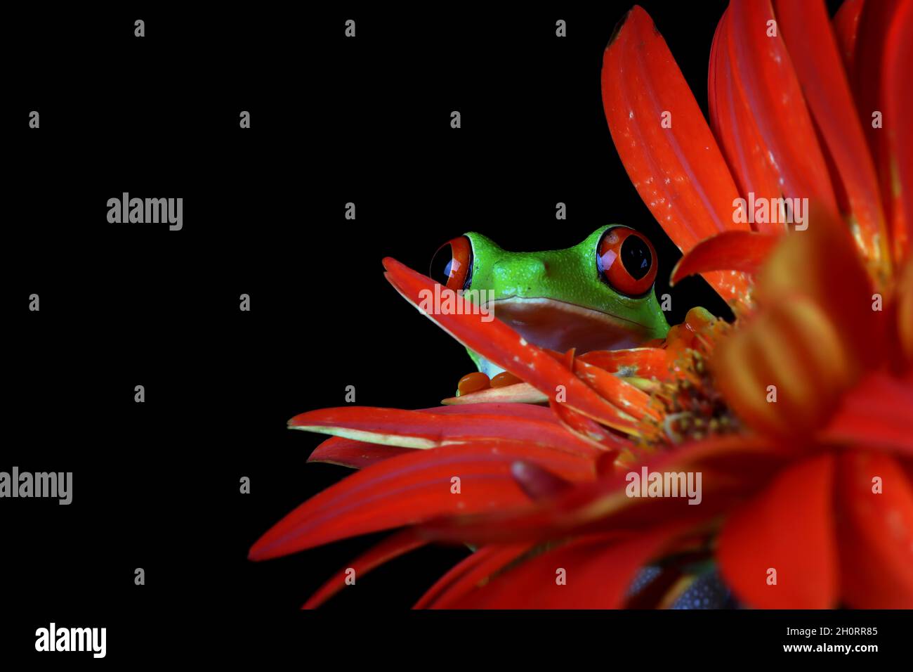 Red-eyed tree frog on red flower, Indonesia Stock Photo