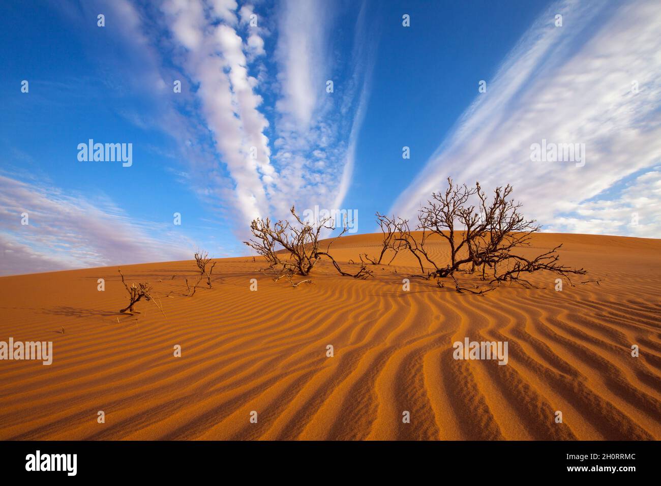 Dead trees in the desert, Saudi Arabia Stock Photo