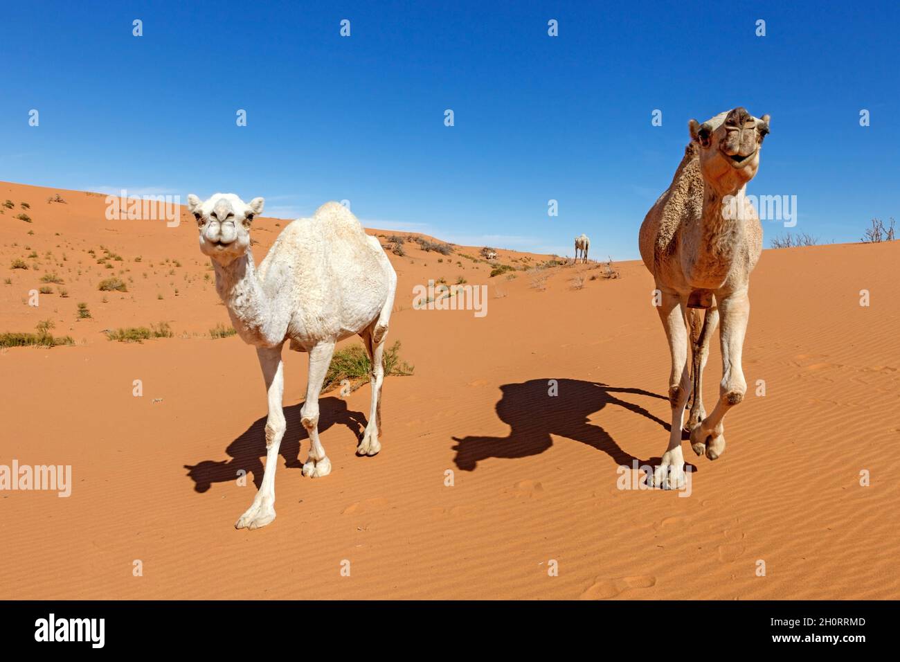 Three camels walking across sand dunes in the desert, Saudi Arabia Stock Photo