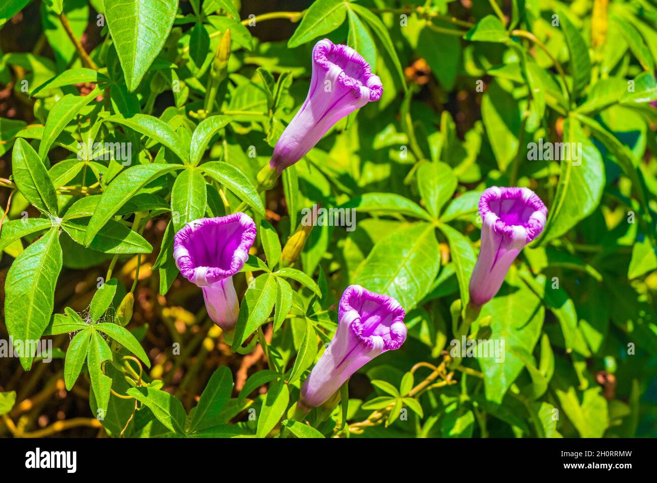 Pink violet purple Mexican Morning Glory Glories Ipomoea spp flower on ...